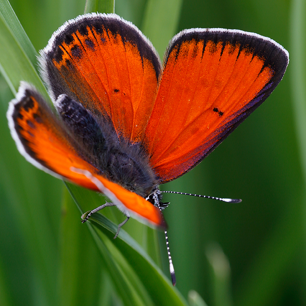 Lycaena candens