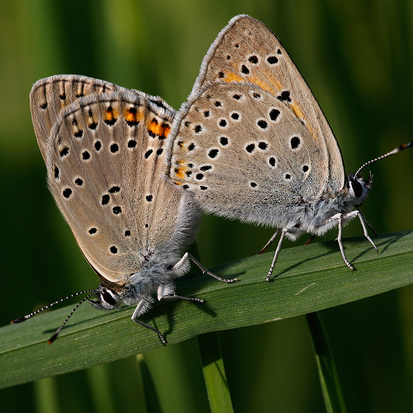 Lycaena candens