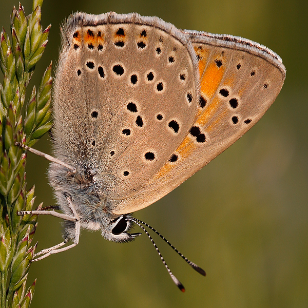 Lycaena candens