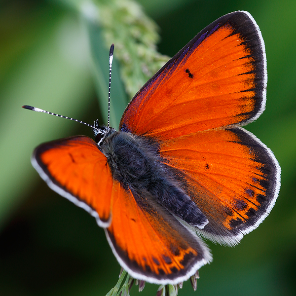 Lycaena candens