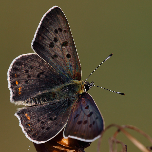 Lycaena tityrus