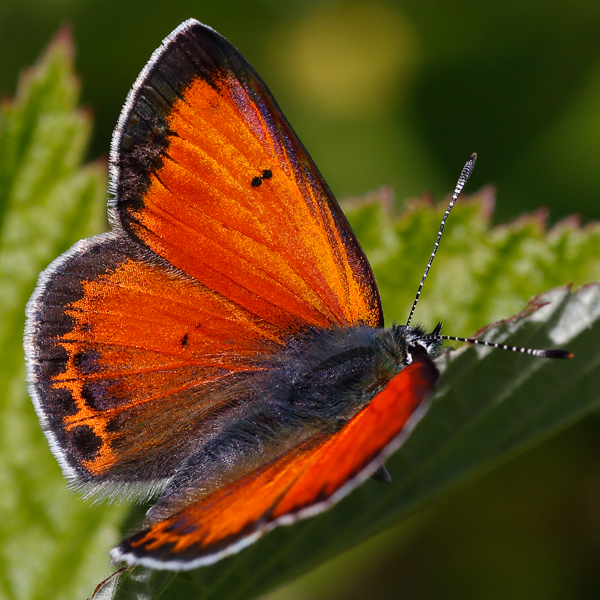 Lycaena candens