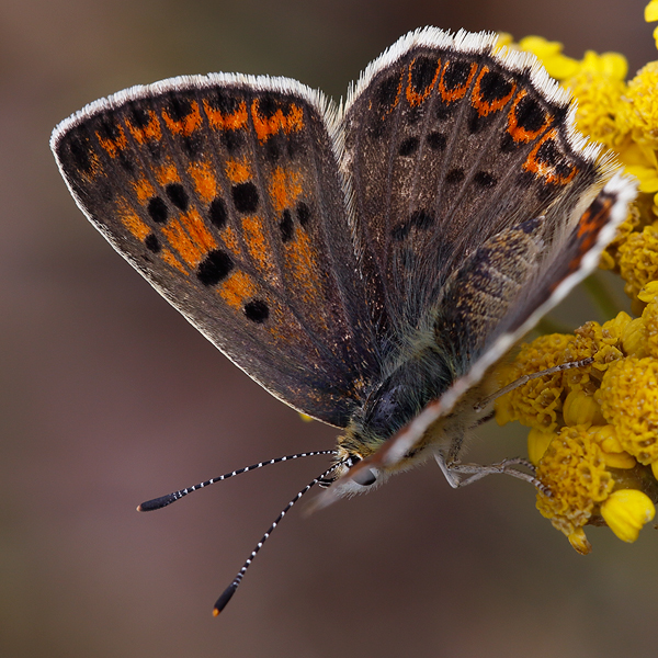 Lycaena tityrus