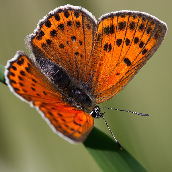 Lycaena candens