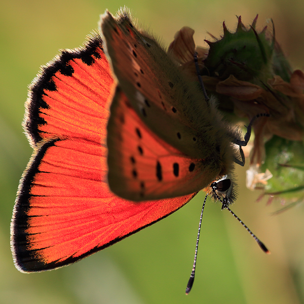 Lycaena virgaureae (montanus)