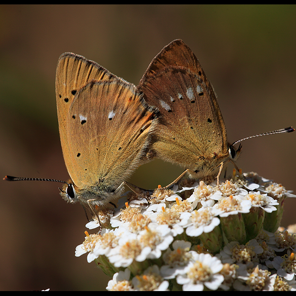 Lycaena virgaureae (armeniaca)