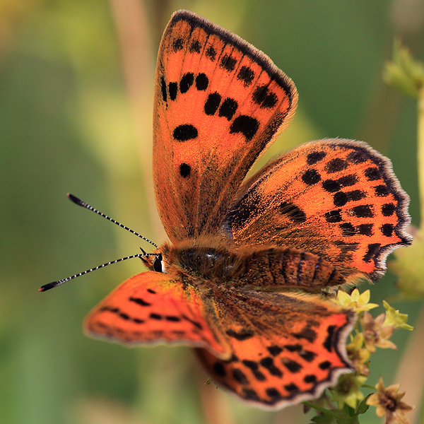 Lycaena virgaureae