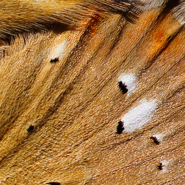 Lycaena virgaureae (armeniaca)