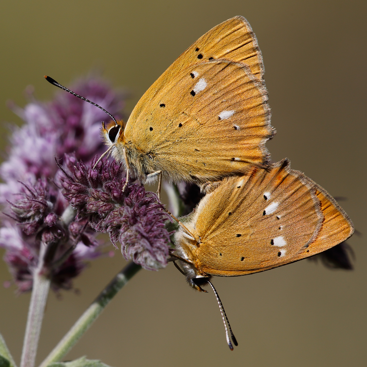 Lycaena virgaureae (armeniaca)