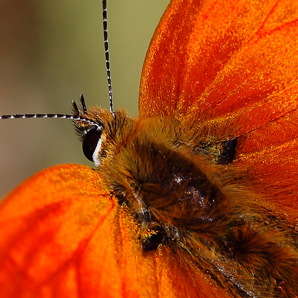 Lycaena virgaureae