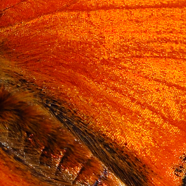 Lycaena virgaureae