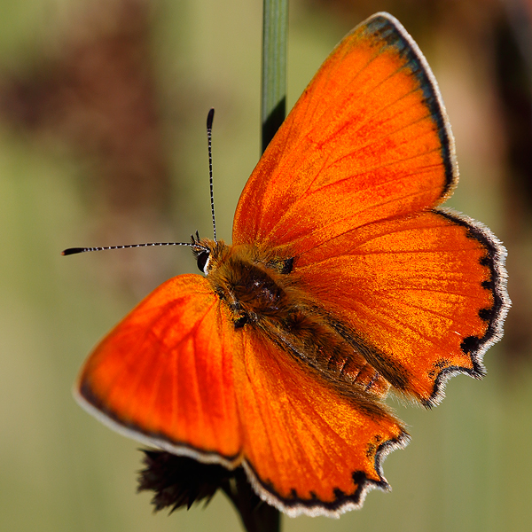 Lycaena virgaureae