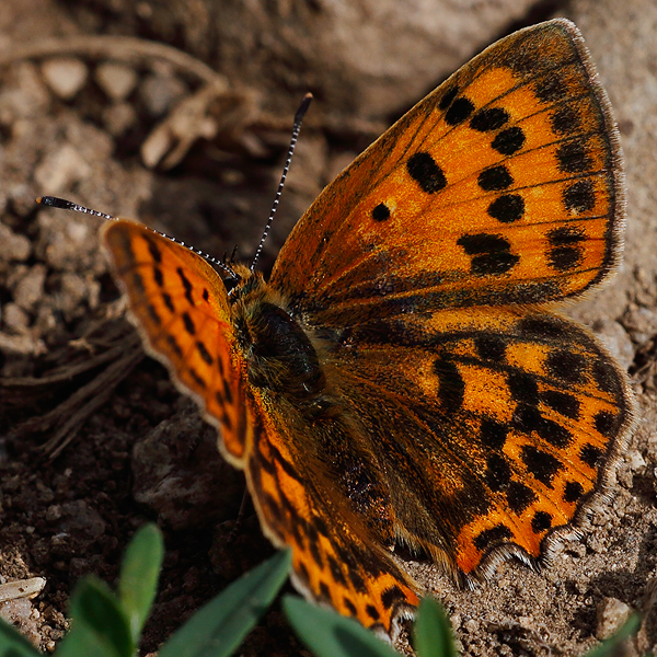 Lycaena virgaureae