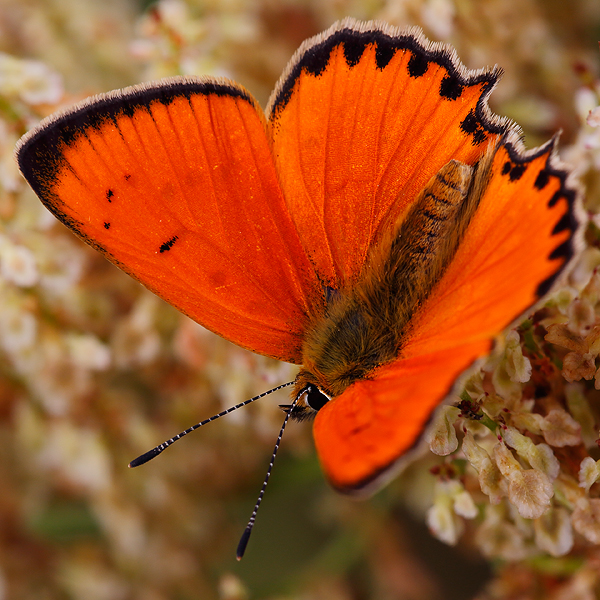 Lycaena virgaureae (armeniaca)