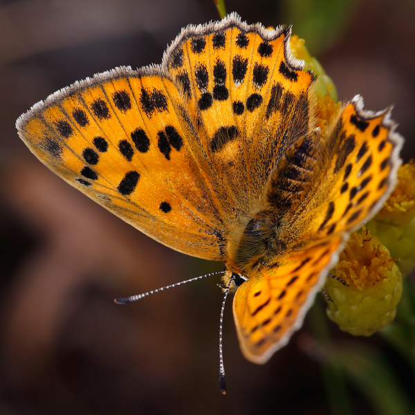 Lycaena virgaureae (armeniaca)