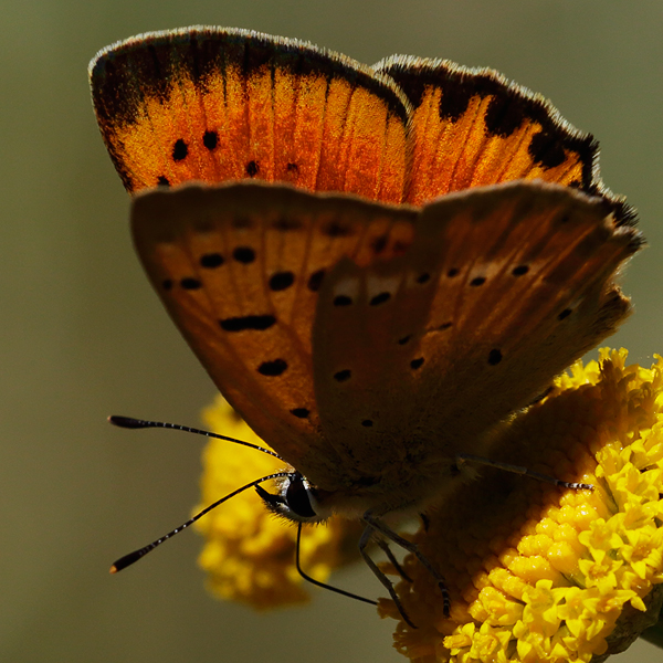 Lycaena virgaureae (miegii)