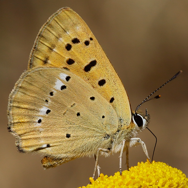 Lycaena virgaureae (miegii)