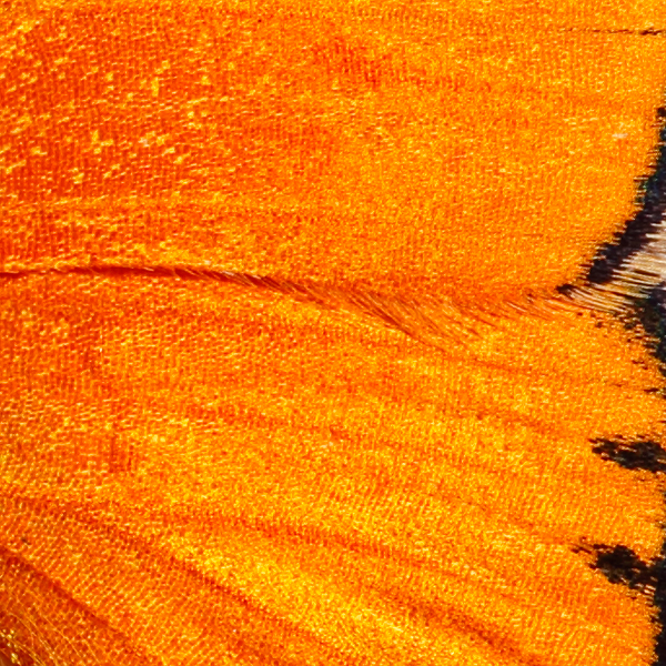 Lycaena virgaureae