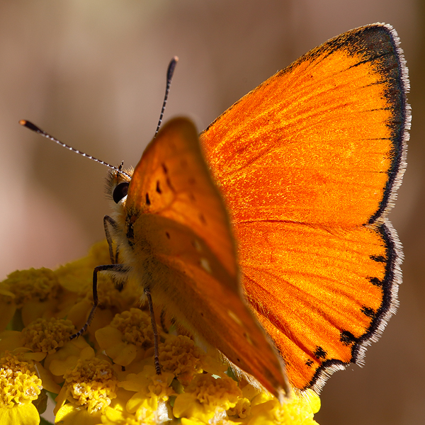 Lycaena virgaureae