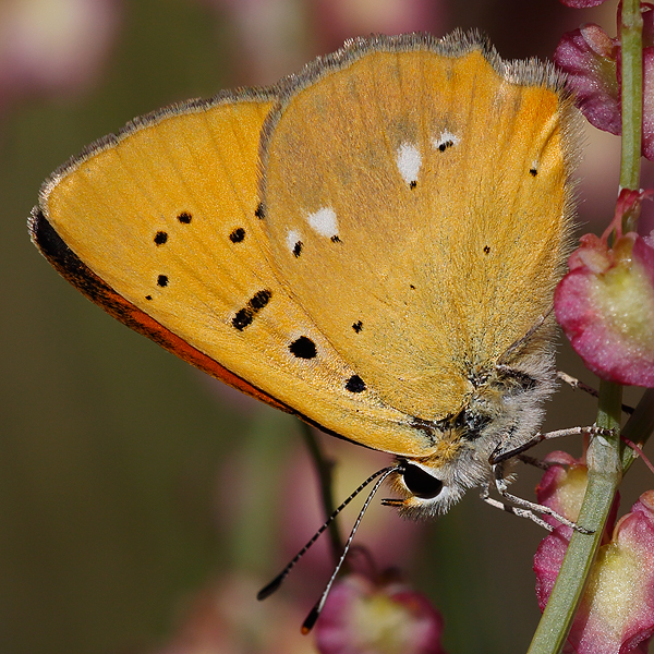 Lycaena virgaureae