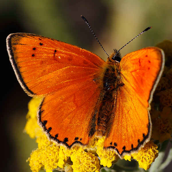 Lycaena virgaureae