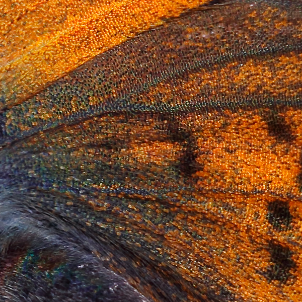 Lycaena alciphron (melibaeus)