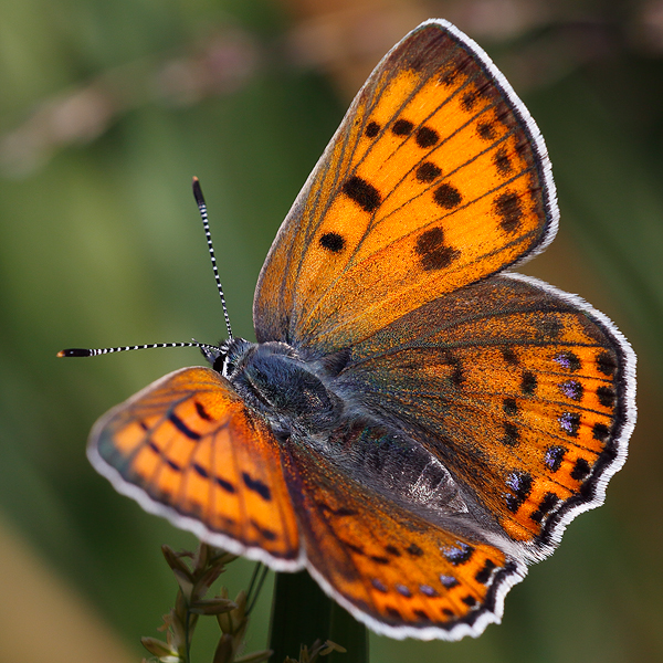 Lycaena alciphron (melibaeus)