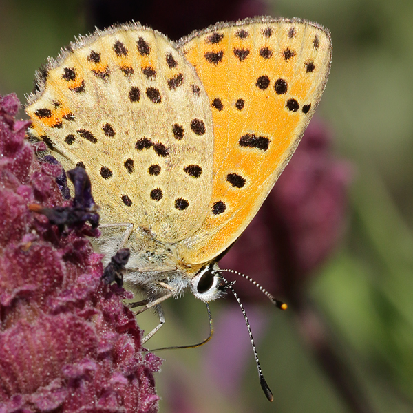 Lycaena bleusei