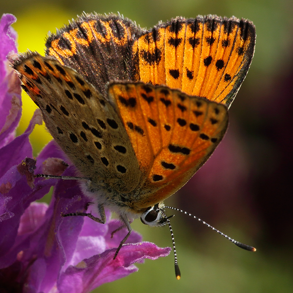 Lycaena bleusei