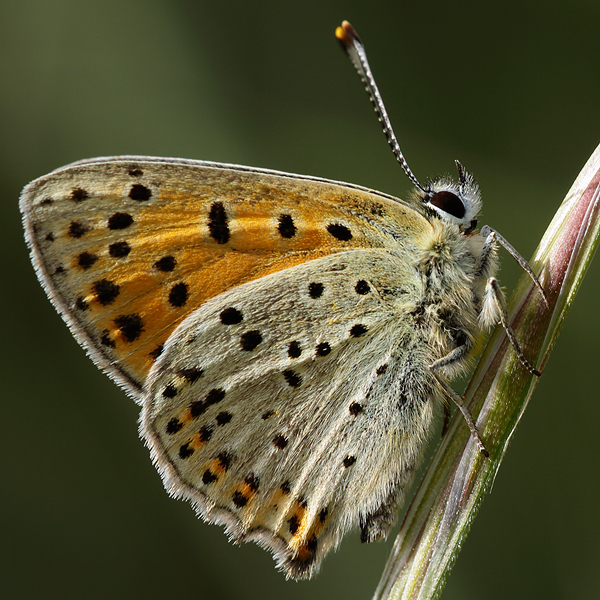 Lycaena bleusei