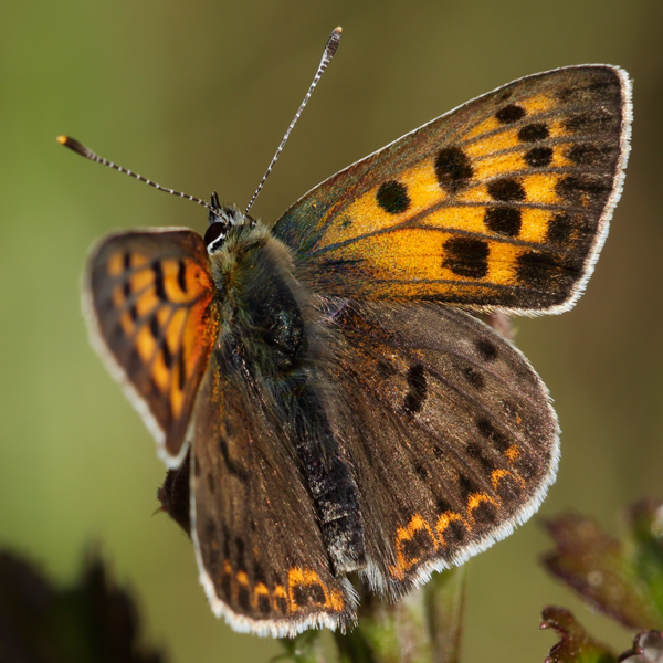 Lycaena bleusei