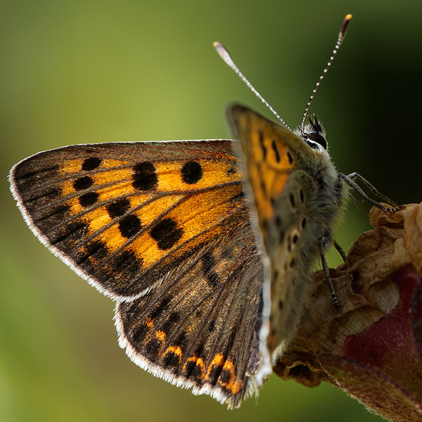 Lycaena bleusei