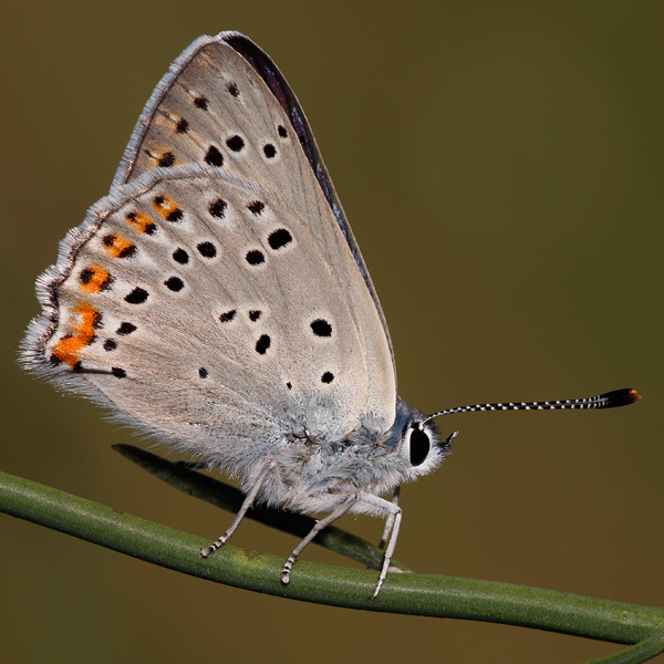 Lycaena alciphron (melibaeus)