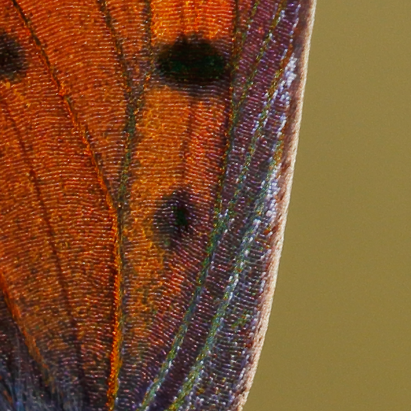 Lycaena alciphron (melibaeus)