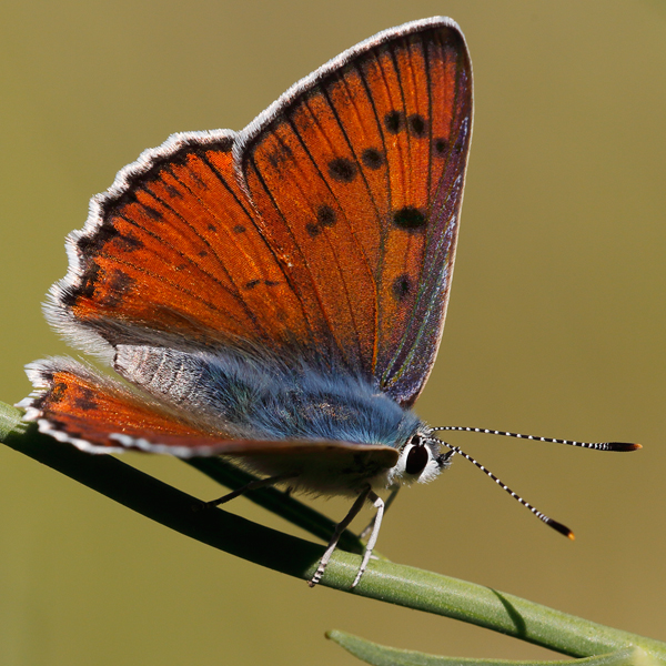 Lycaena alciphron (melibaeus)