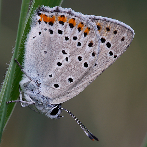 Lycaena alciphron (melibaeus)