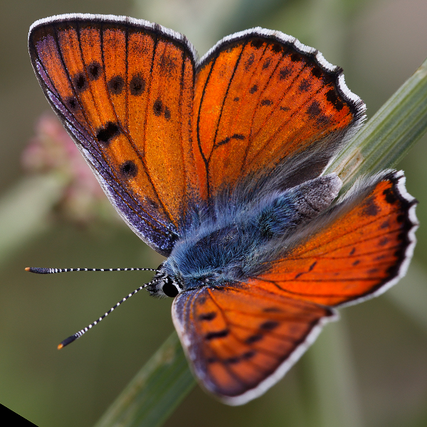 Lycaena alciphron (melibaeus)