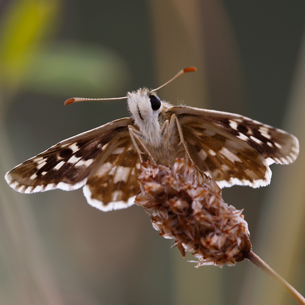 Pyrgus alveus (accretus)