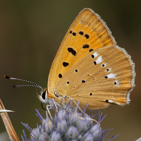 Lycaena virgaureae