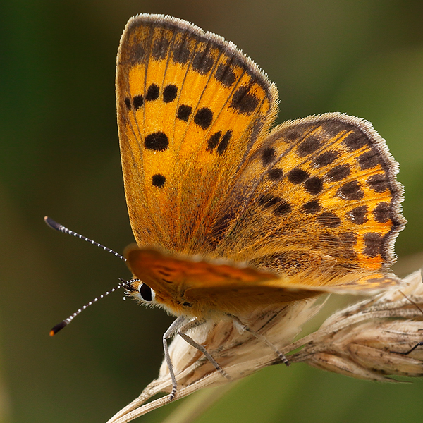 Lycaena virgaureae