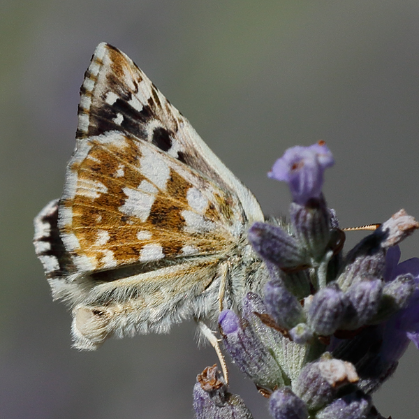 Pyrgus foulquieri