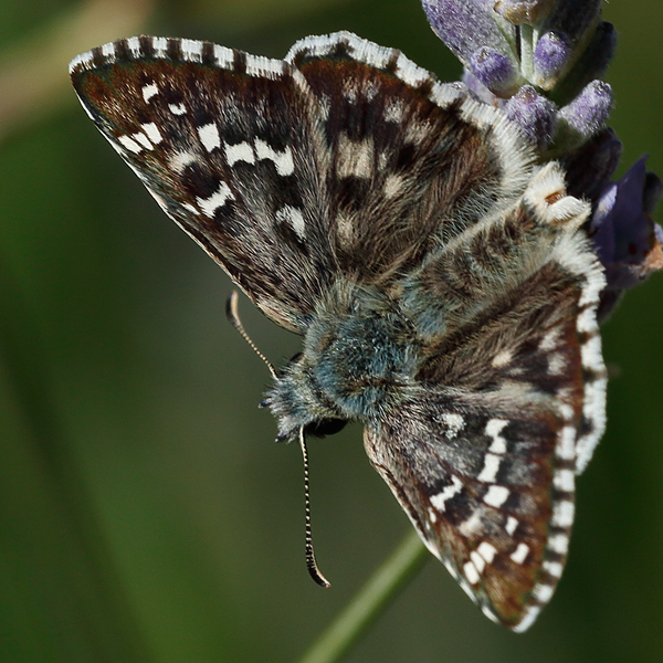 Pyrgus foulquieri