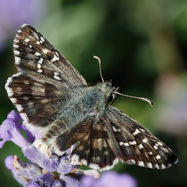 Pyrgus foulquieri