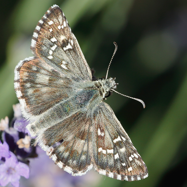 Pyrgus foulquieri