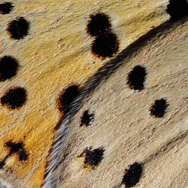 Lycaena alciphron (nevadensis)