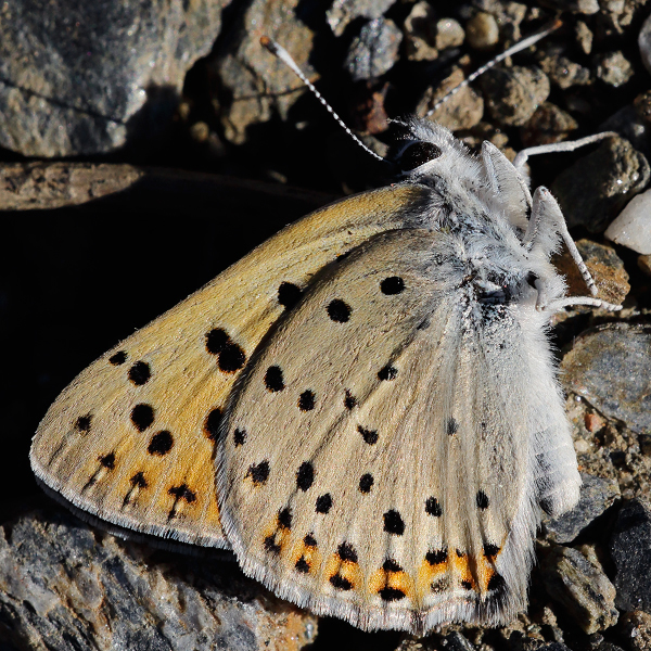 Lycaena alciphron (nevadensis)