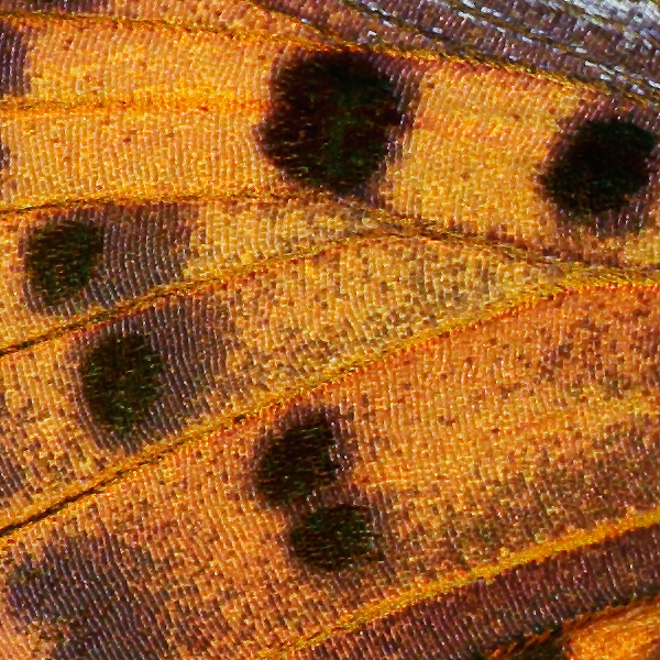 Lycaena alciphron (nevadensis)