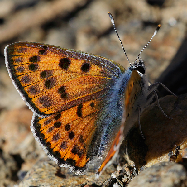 Lycaena alciphron (nevadensis)