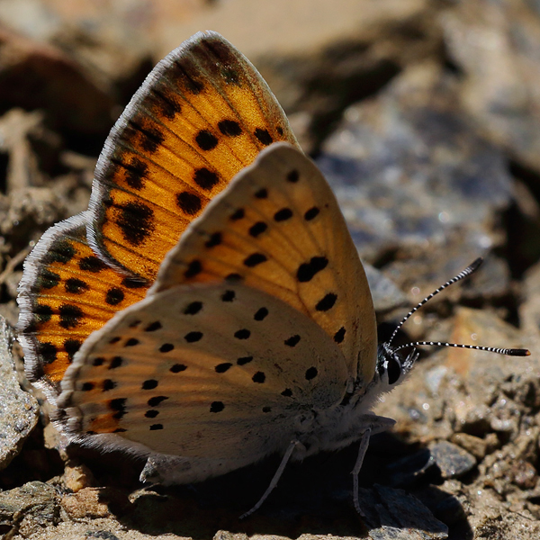 Lycaena alciphron (nevadensis)