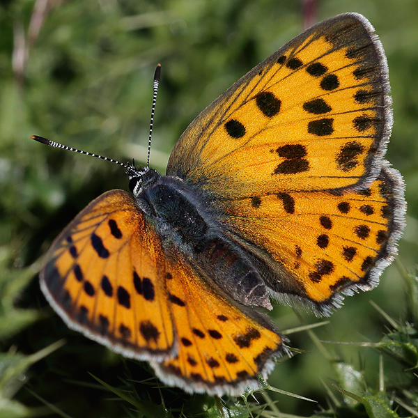 Lycaena alciphron (nevadensis)